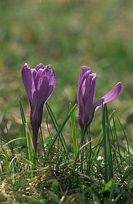 Szafran spiski (Crocus scepusiensis), zwany rwnie krokusem.